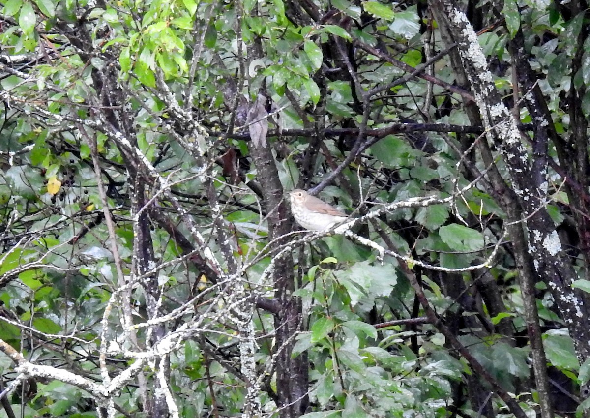 Swainson's Thrush - ML608792049