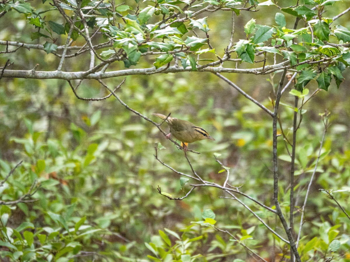 Worm-eating Warbler - Cathy Wooster