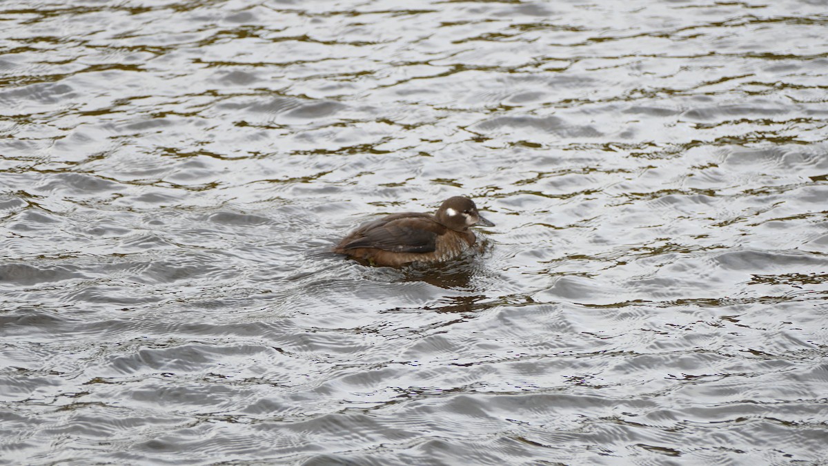 Harlequin Duck - Andrej Bibic