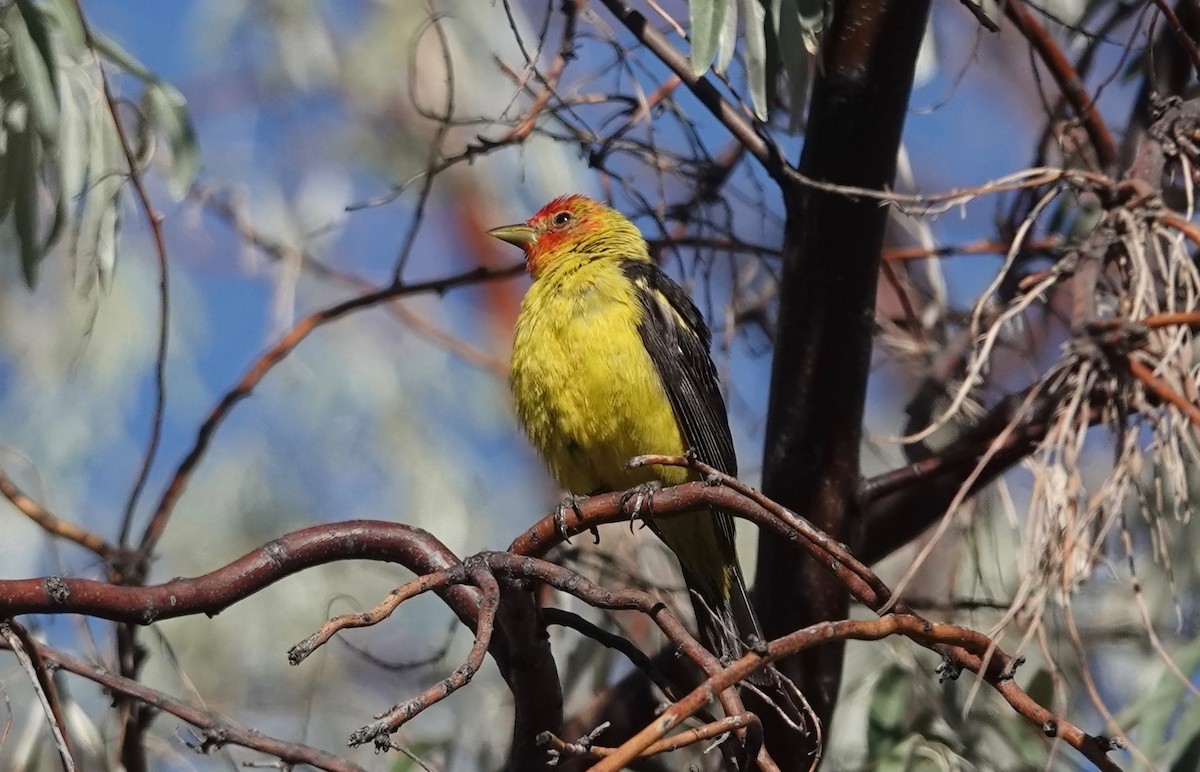 Western Tanager - ML608792587