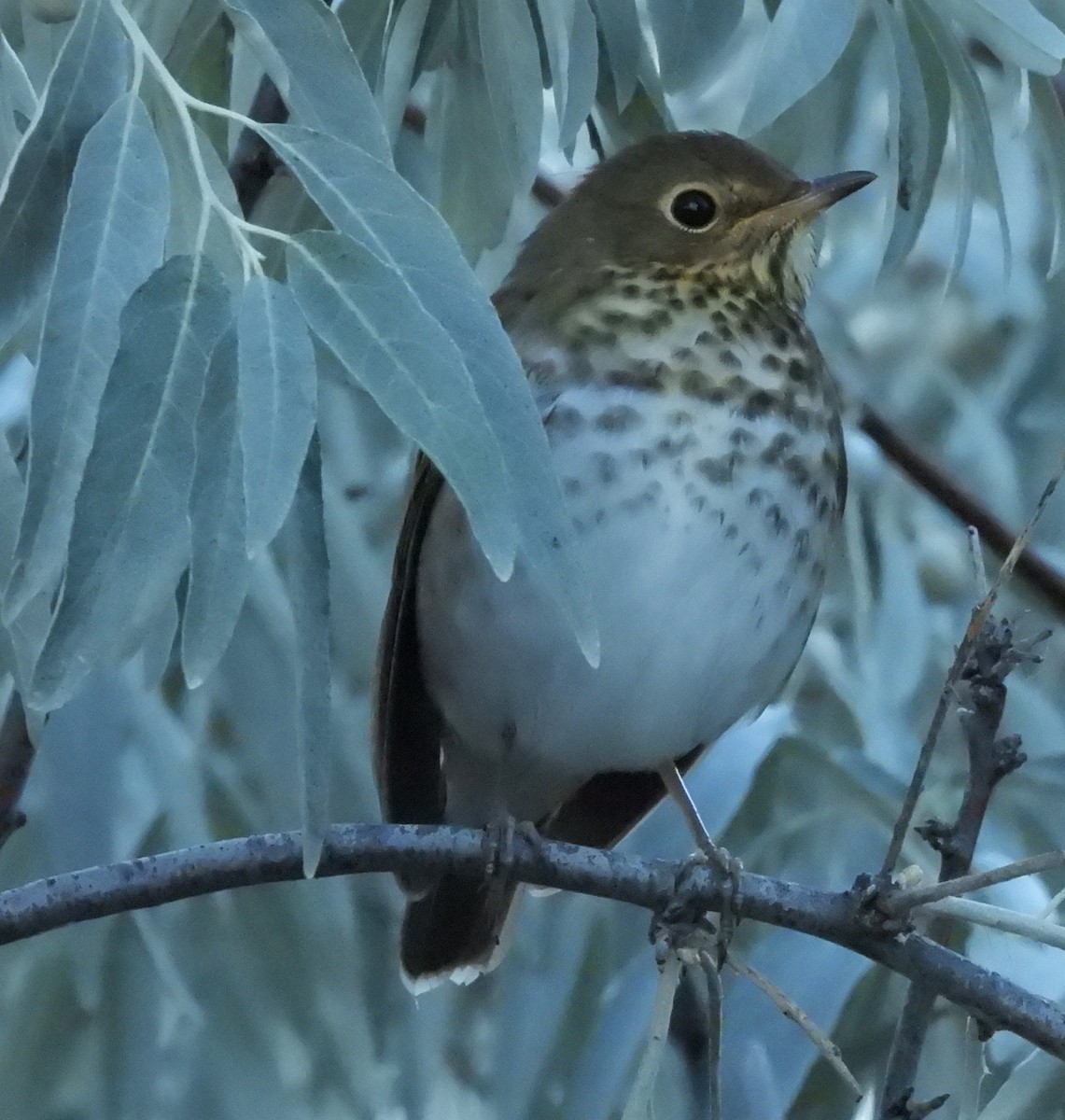 Swainson's Thrush - Glenn Pannier