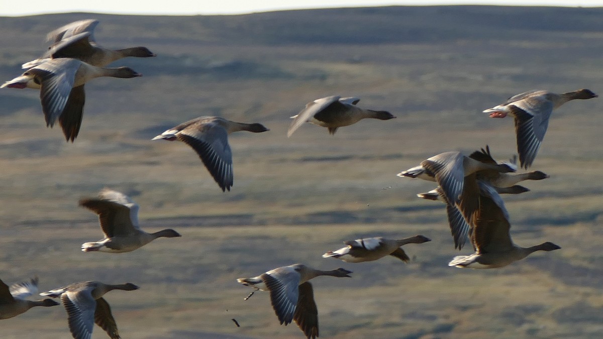 Pink-footed Goose - ML608792645