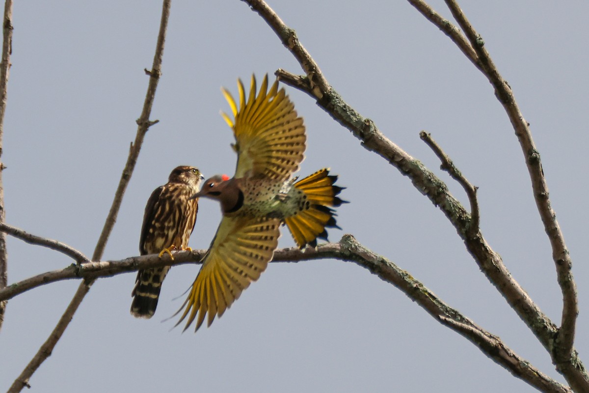 灰背隼 - ML608792764