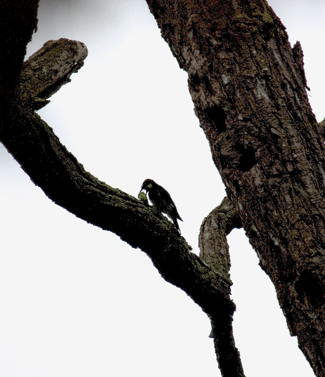 Acorn Woodpecker - ML608792791