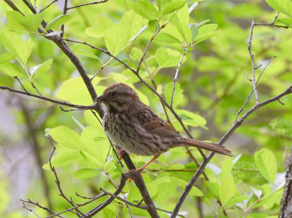 Song Sparrow - Wendy Hill