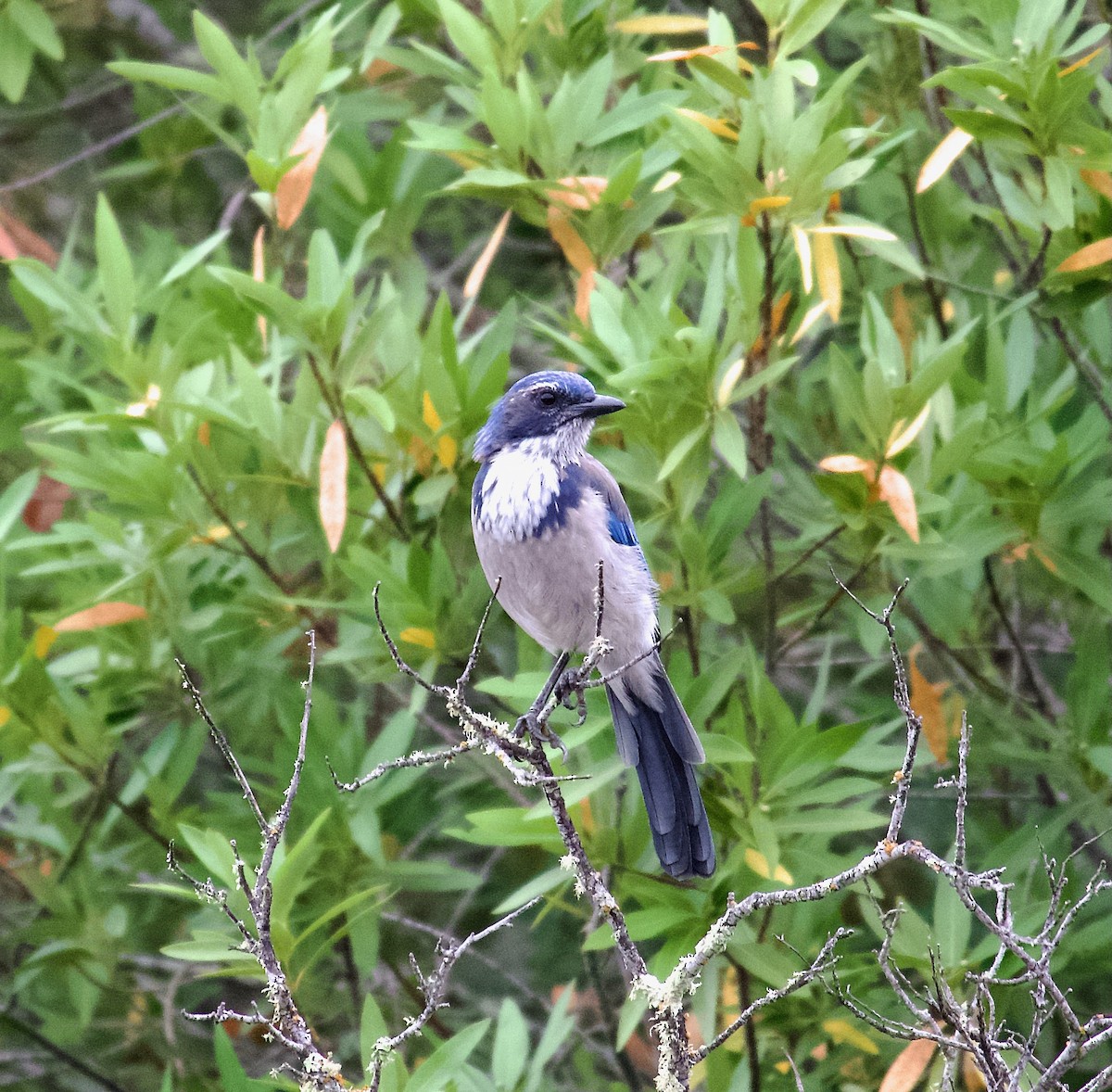 California Scrub-Jay - ML608792938