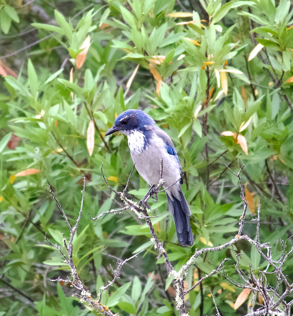 California Scrub-Jay - ML608792939