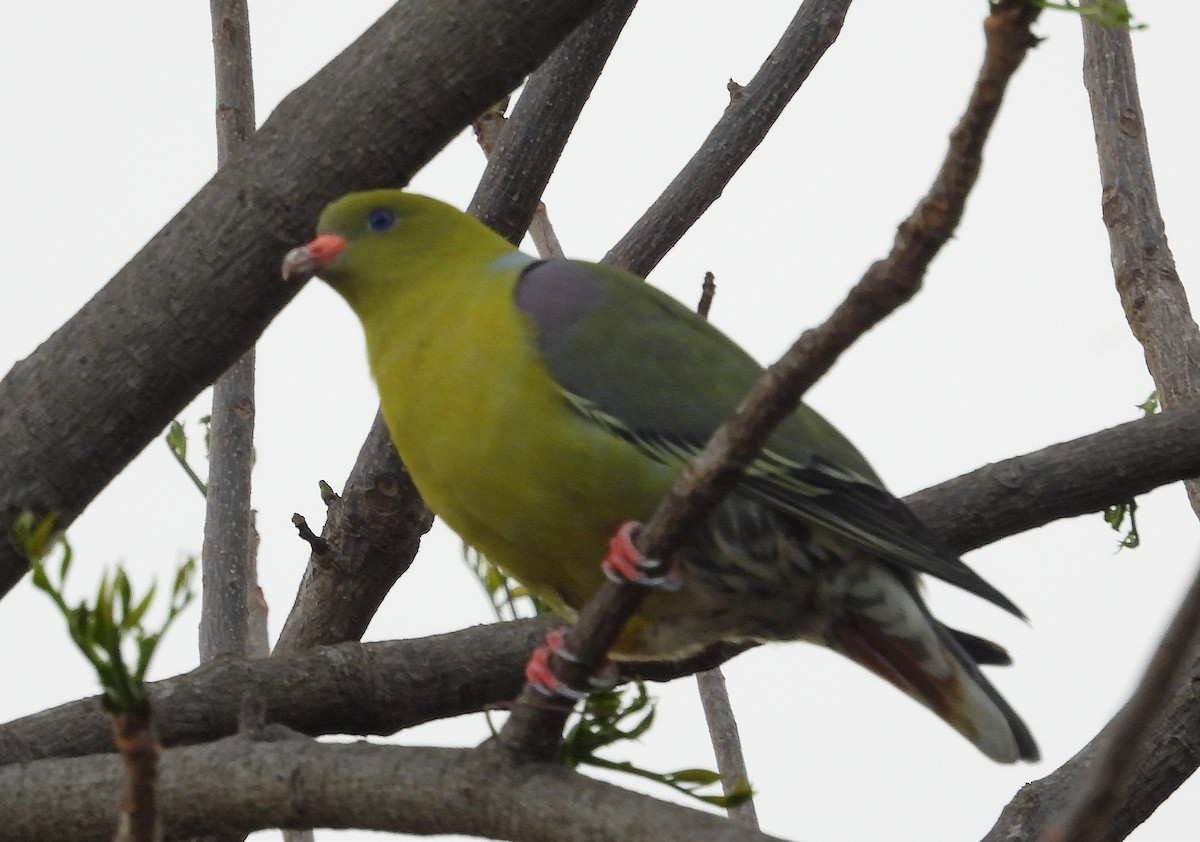 African Green-Pigeon - Tresa Moulton