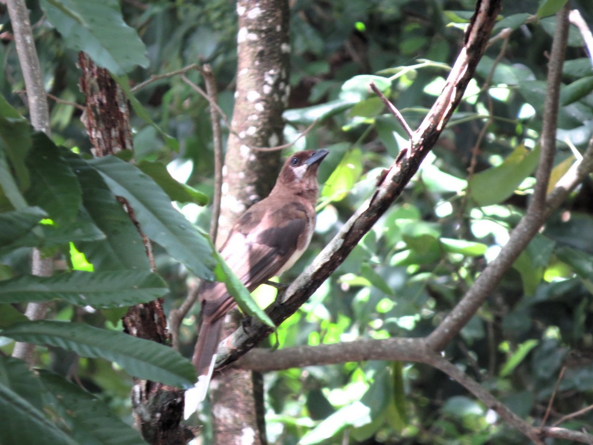 Brown Jay - ML608793045