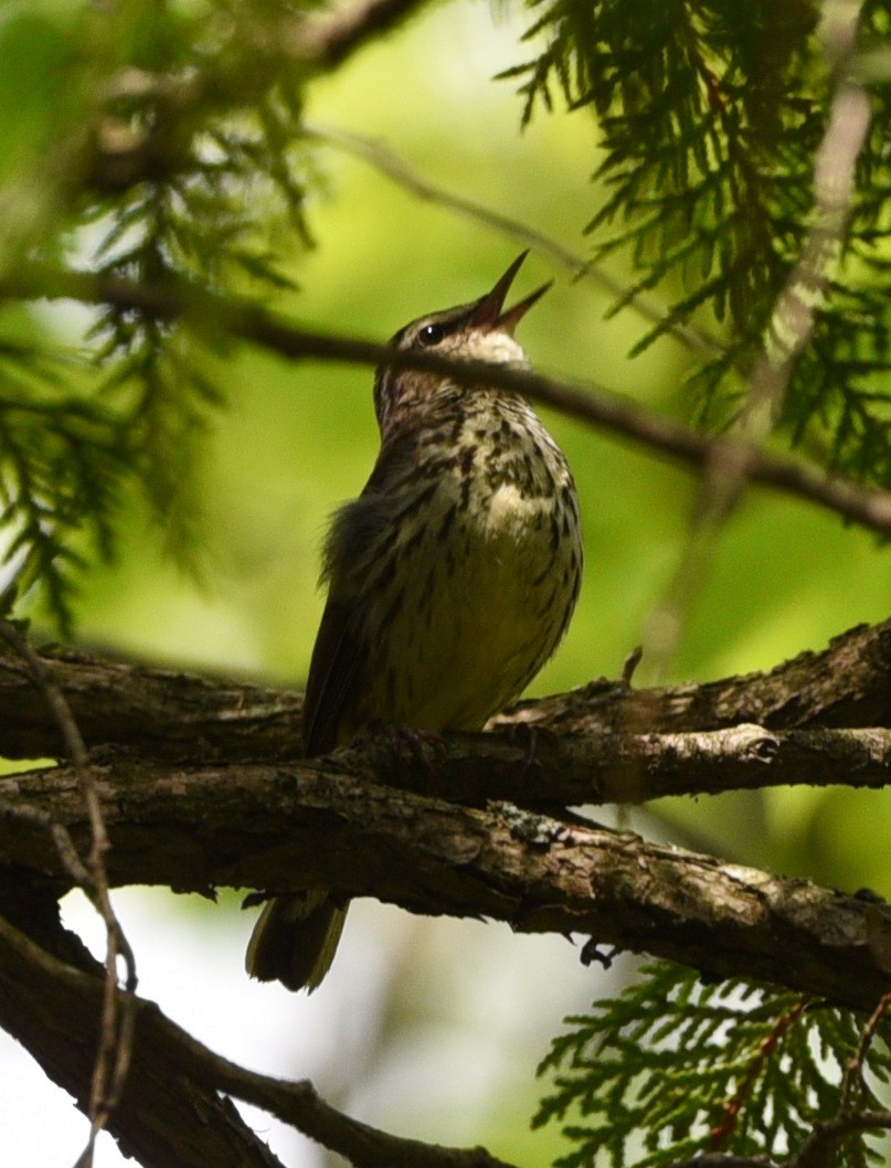 Northern Waterthrush - ML608793071