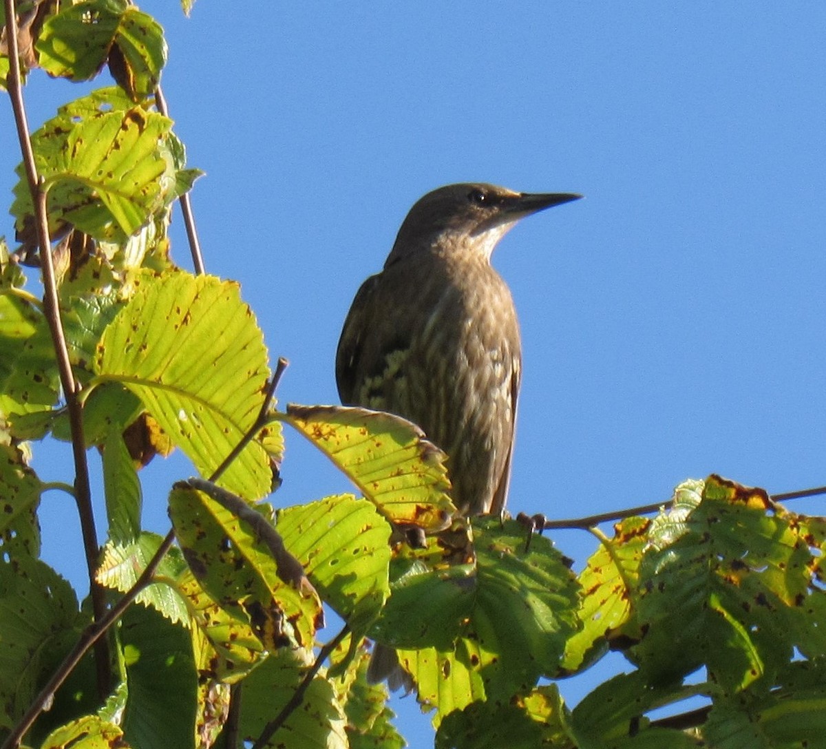 European Starling - ML608793141