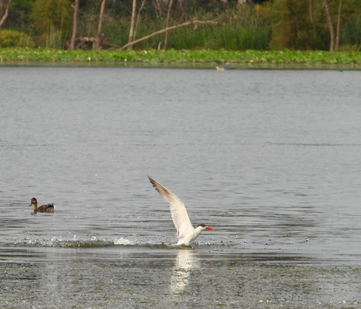 Caspian Tern - Kisa Weeman