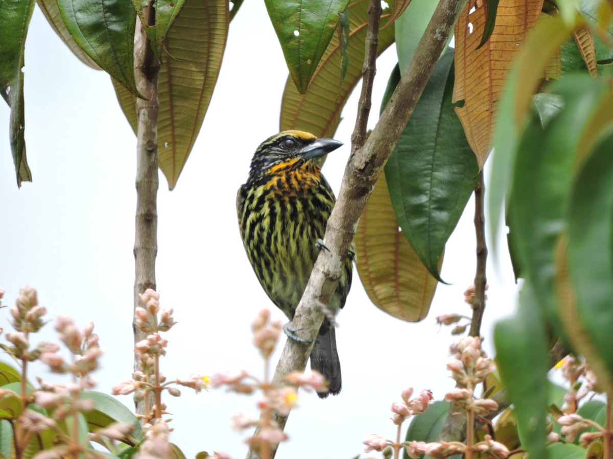 Gilded Barbet - ML608793250