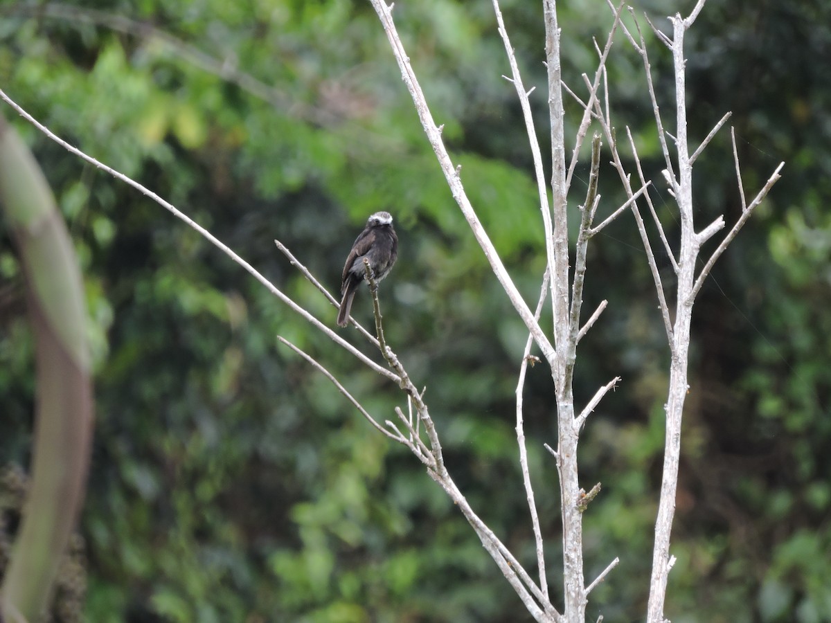 Long-tailed Tyrant - ML608793312