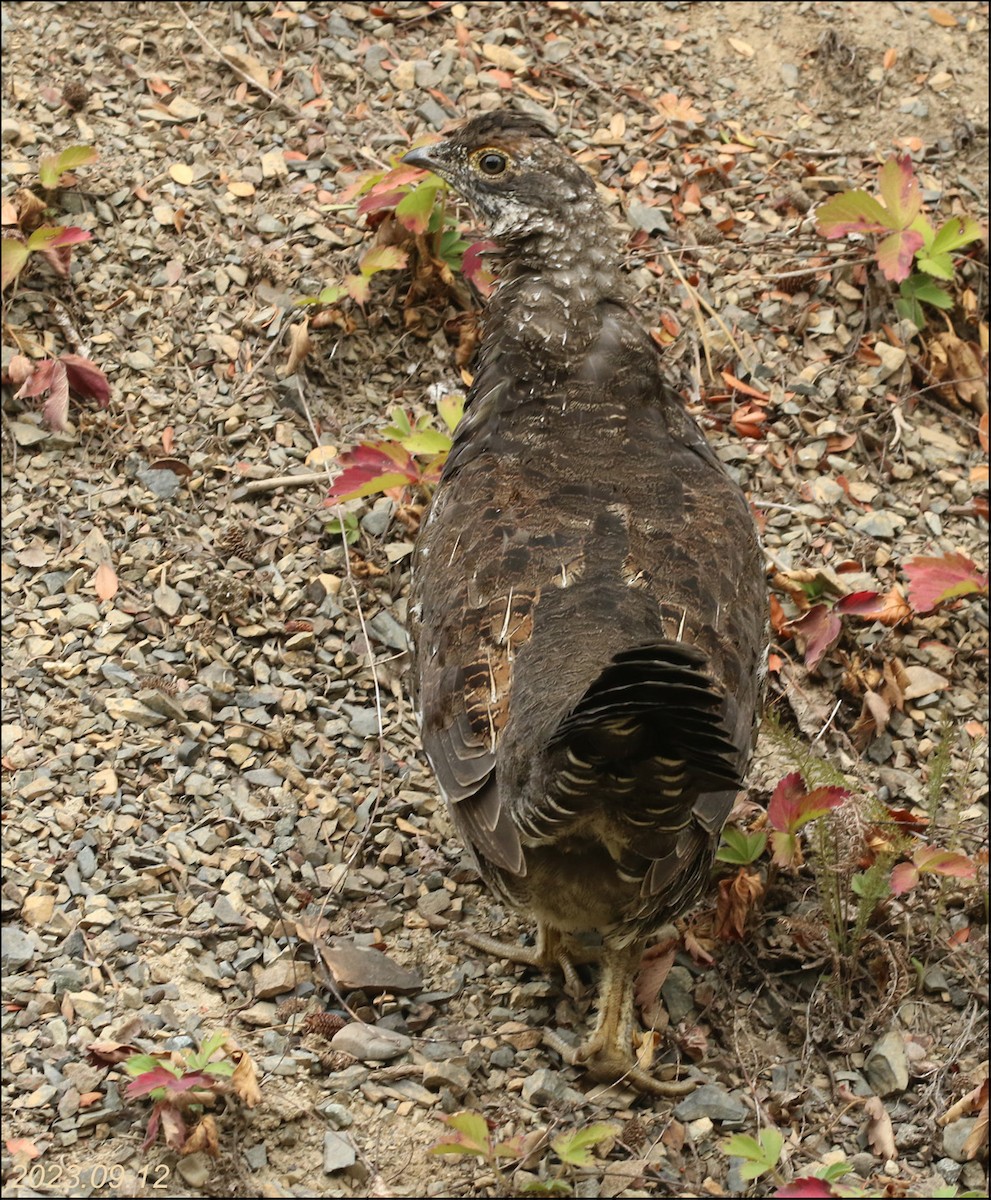 Sooty Grouse - ML608793320