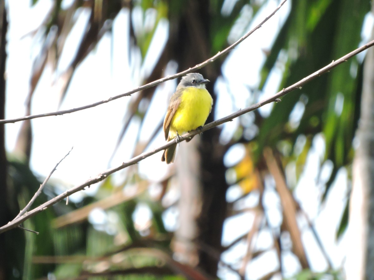 Gray-capped Flycatcher - ML608793325