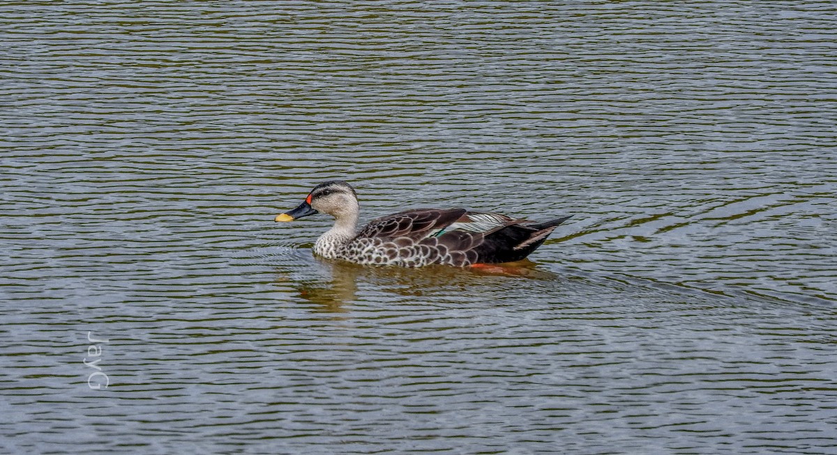 Canard à bec tacheté - ML608793384