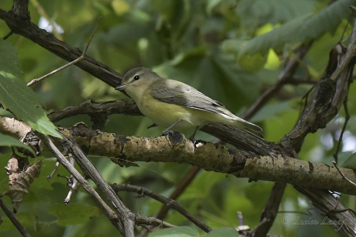 Warbling Vireo - ML608793524