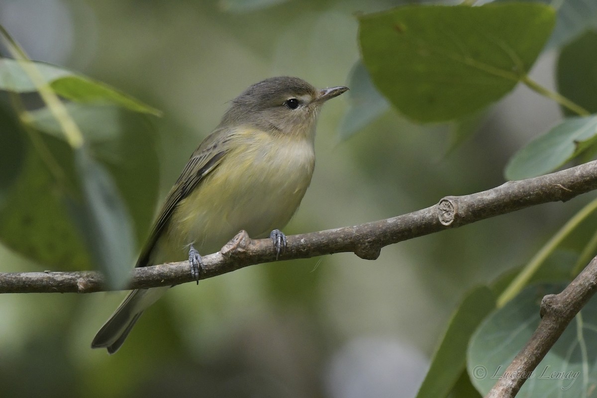 Warbling Vireo - ML608793535