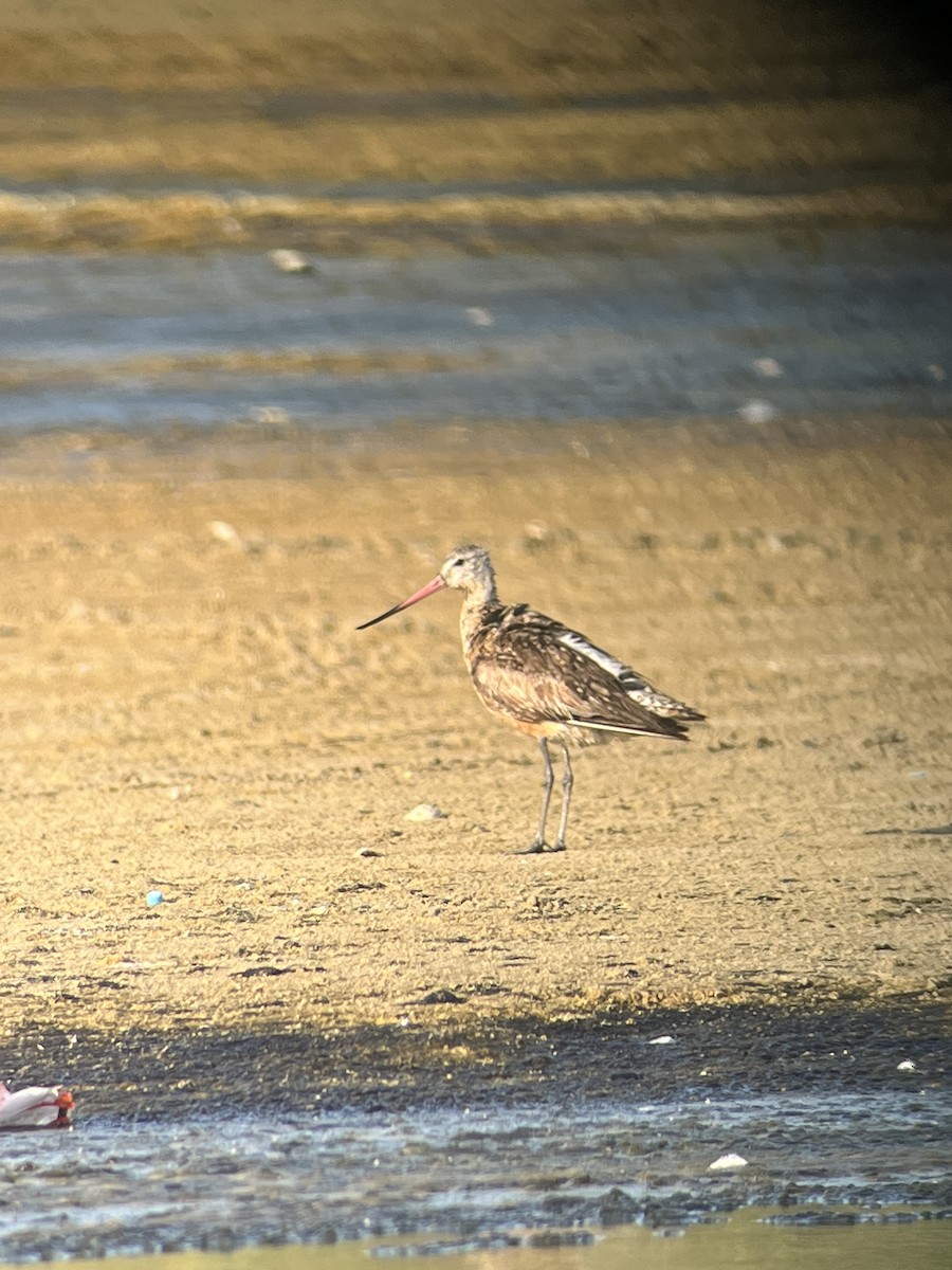 Bar-tailed Godwit - ML608793587