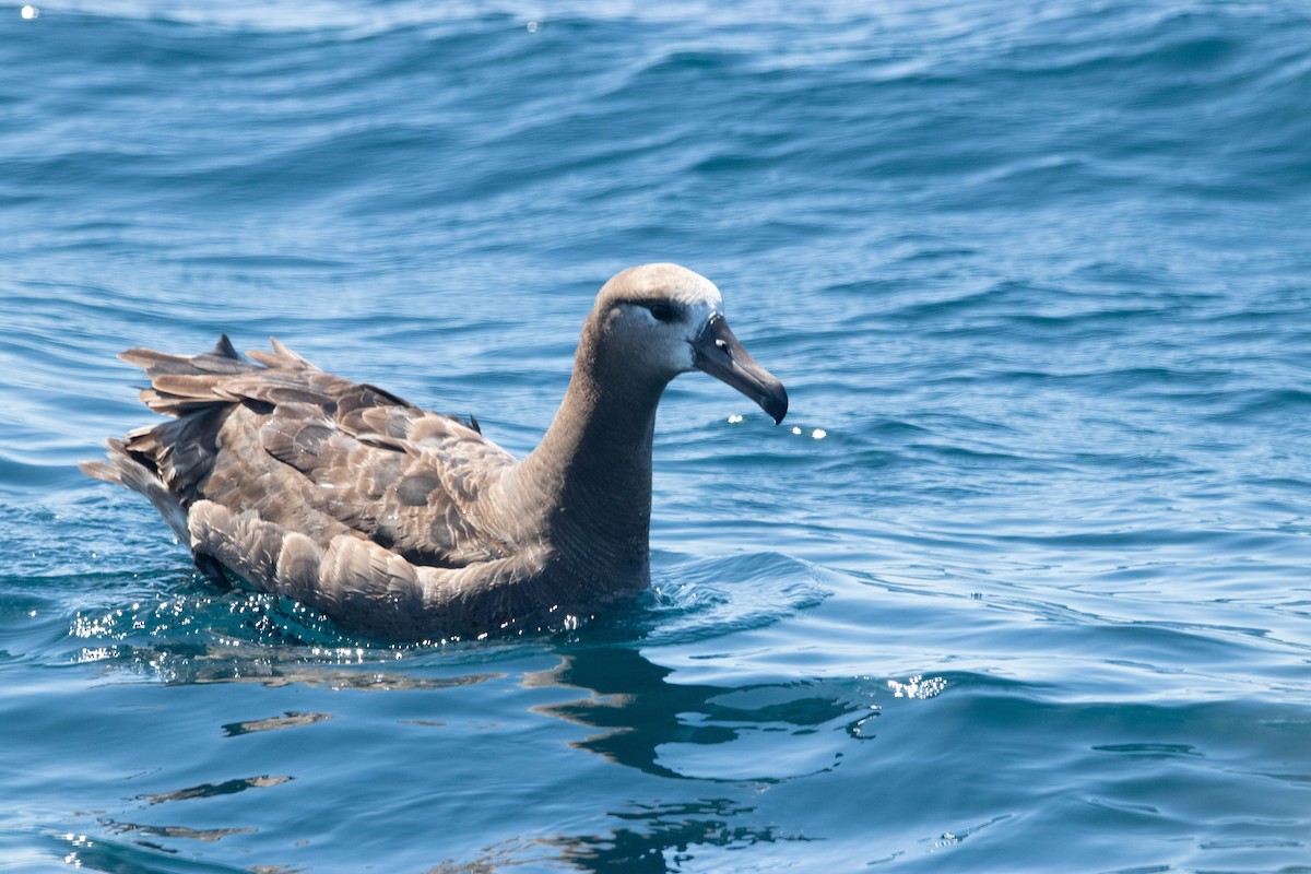 Black-footed Albatross - ML608793637