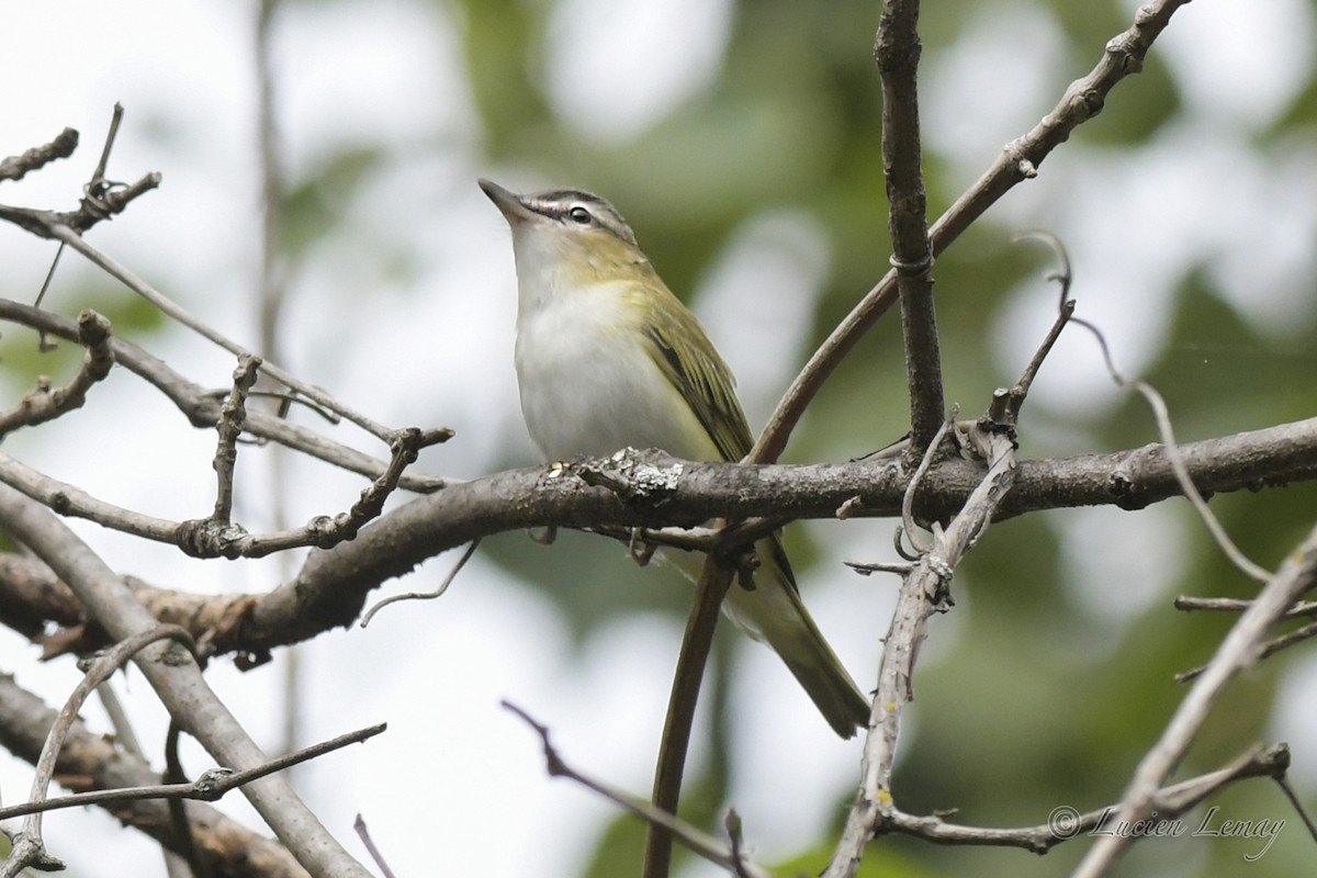 Red-eyed Vireo - Lucien Lemay
