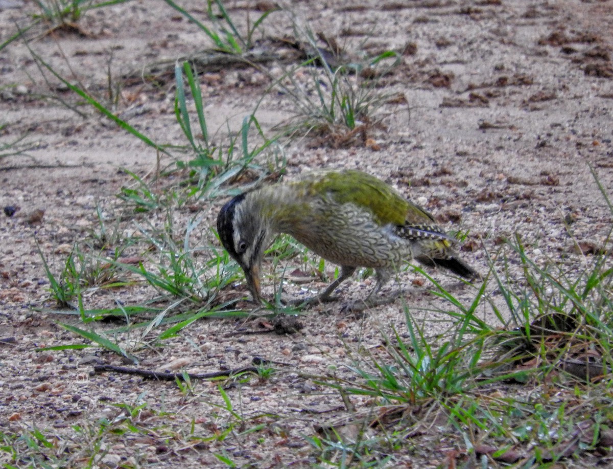 Streak-throated Woodpecker - ML608793784