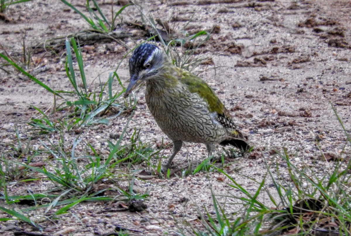 Streak-throated Woodpecker - ML608793785