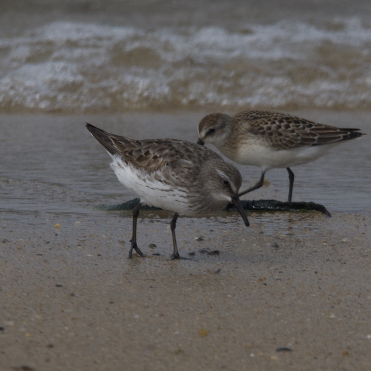 White-rumped Sandpiper - ML608793800