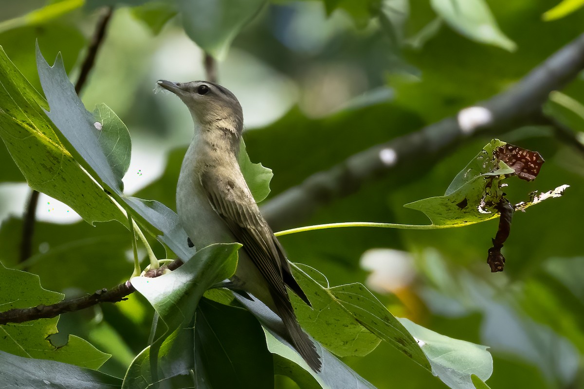 Kızıl Gözlü Vireo - ML608793812