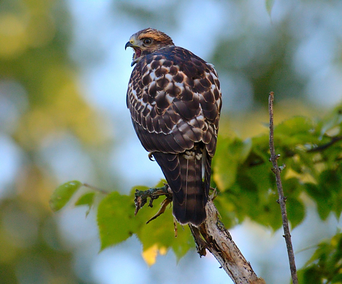 Broad-winged Hawk - ML608793837