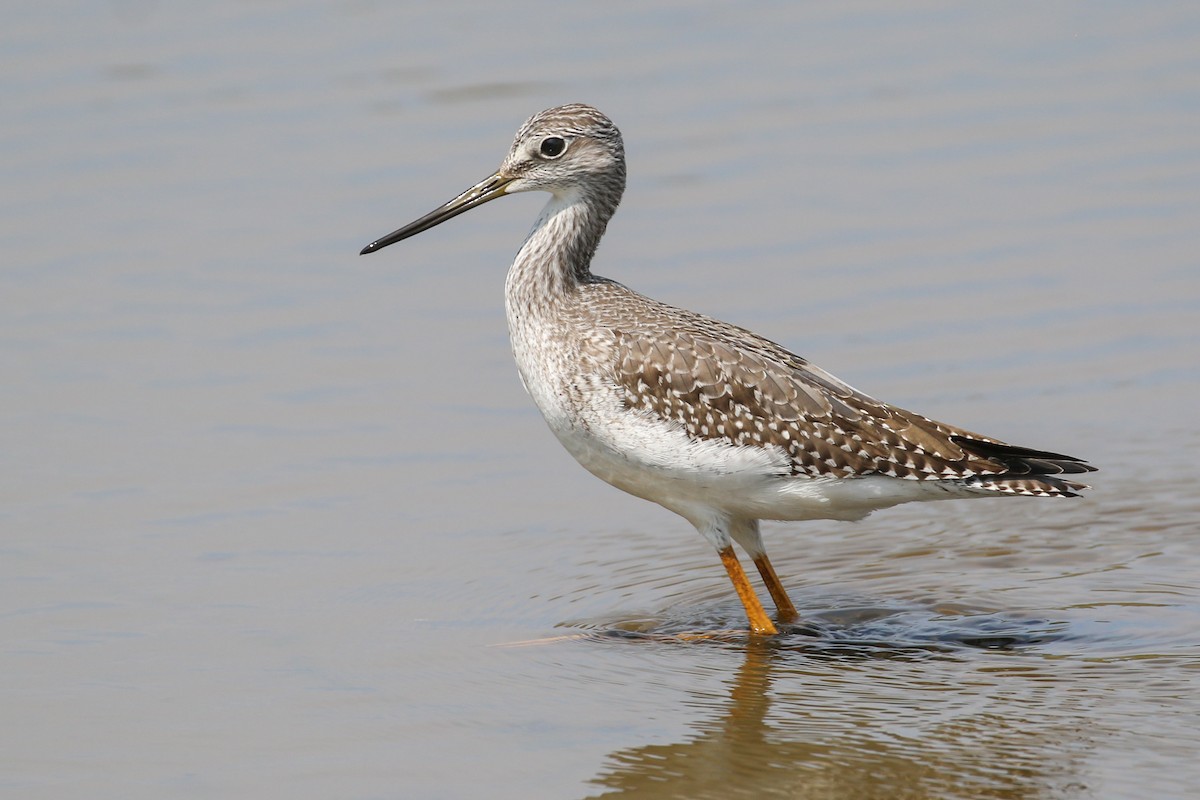 Greater Yellowlegs - ML608793857