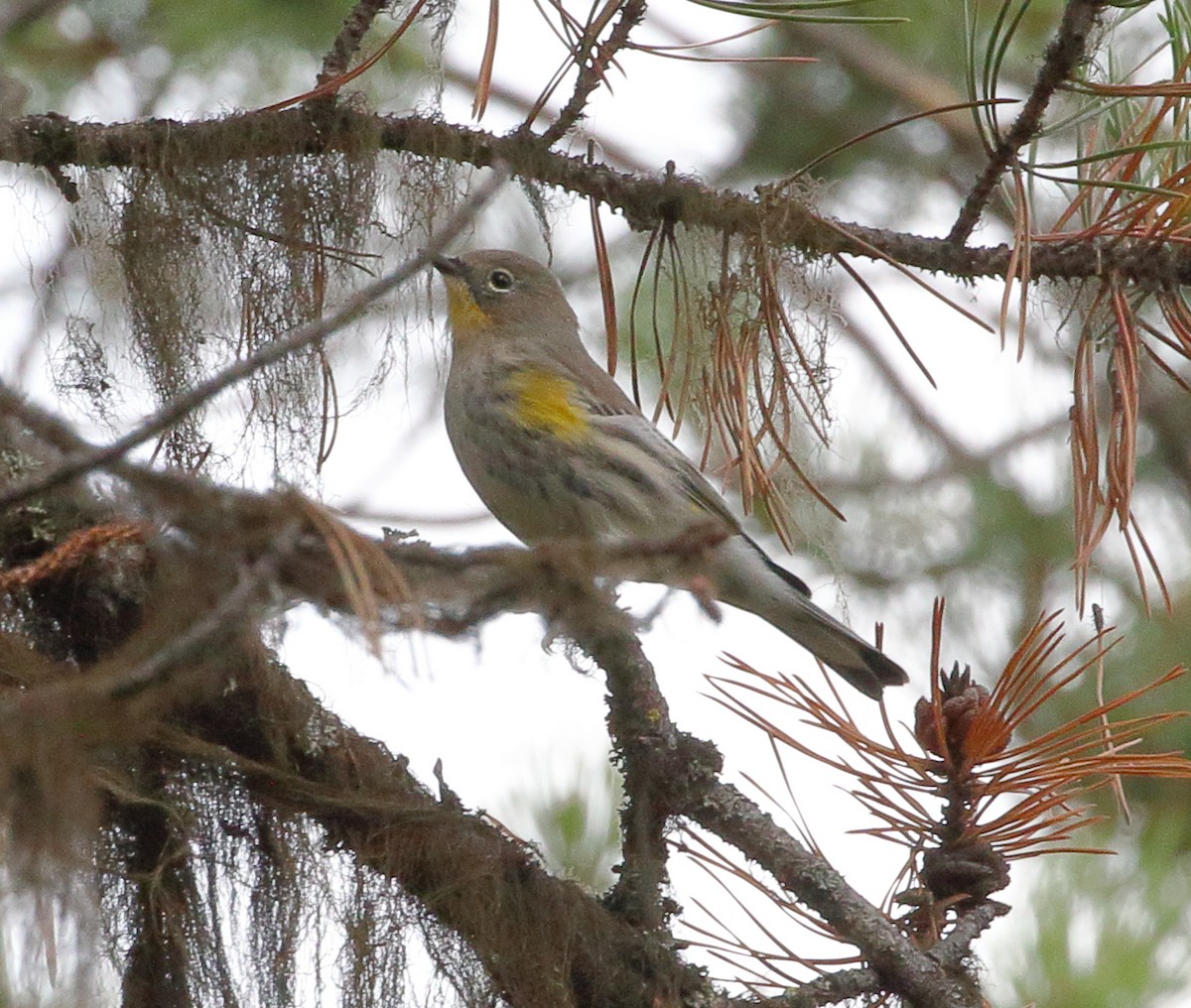 Yellow-rumped Warbler - ML608794170