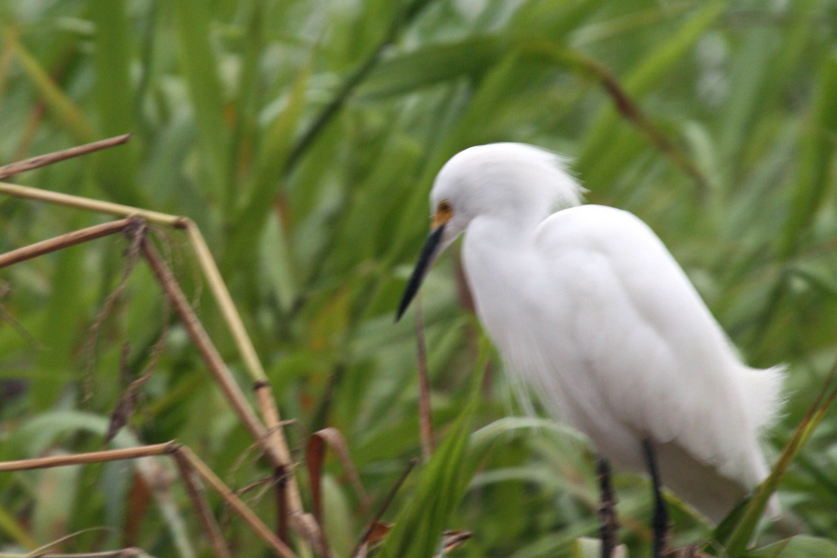 Snowy Egret - Stephen and Felicia Cook