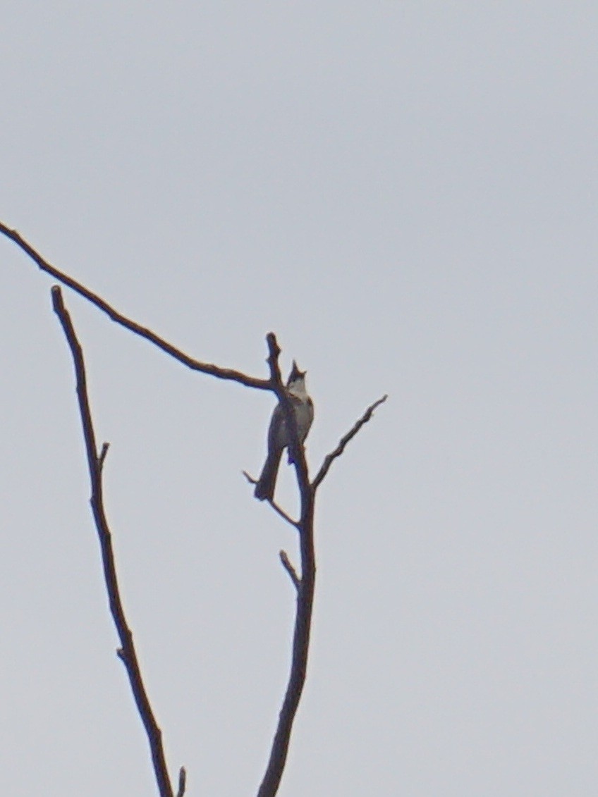 Red-whiskered Bulbul - ML608794260