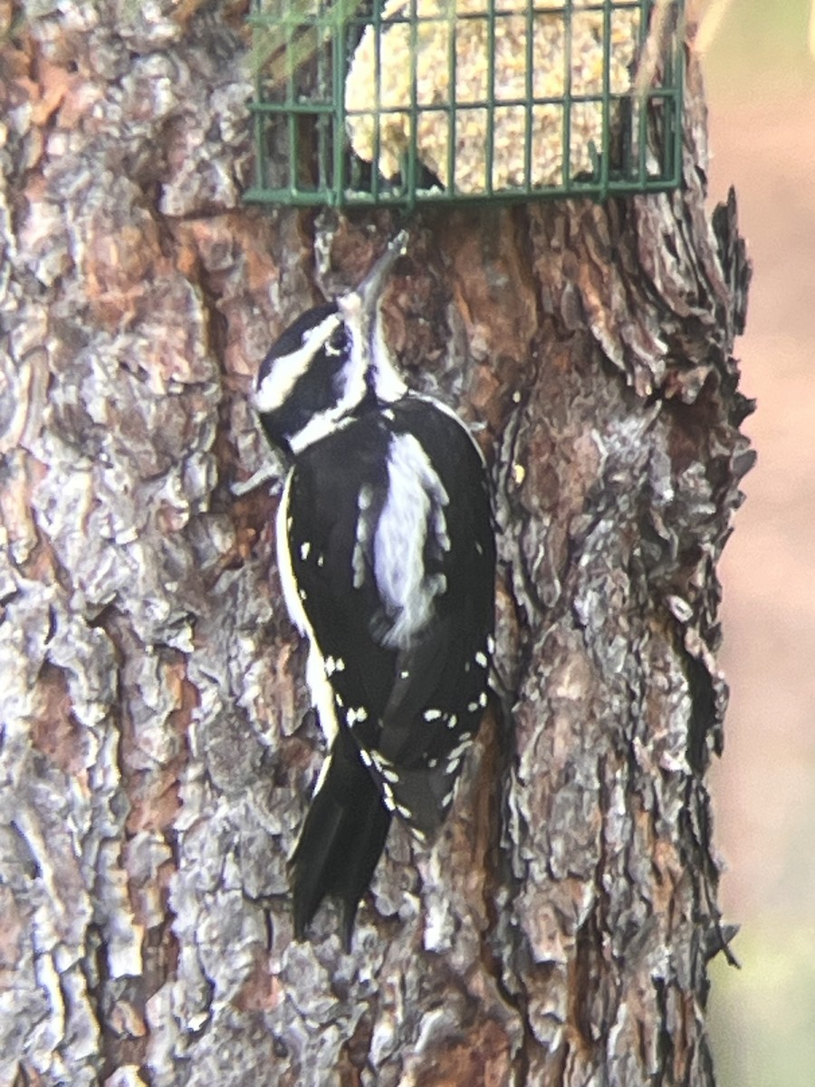 Downy Woodpecker - ML608794267