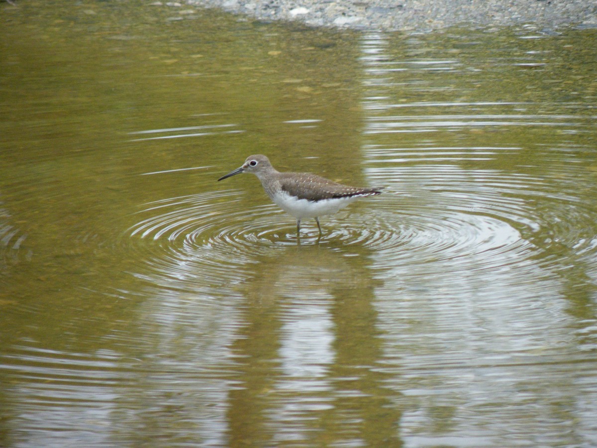 Solitary Sandpiper - ML608794414