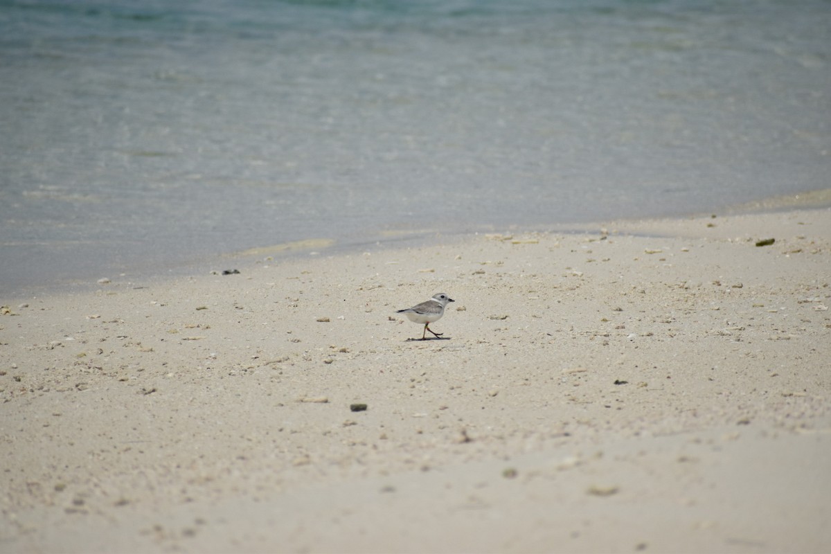 Piping Plover - ML608794424