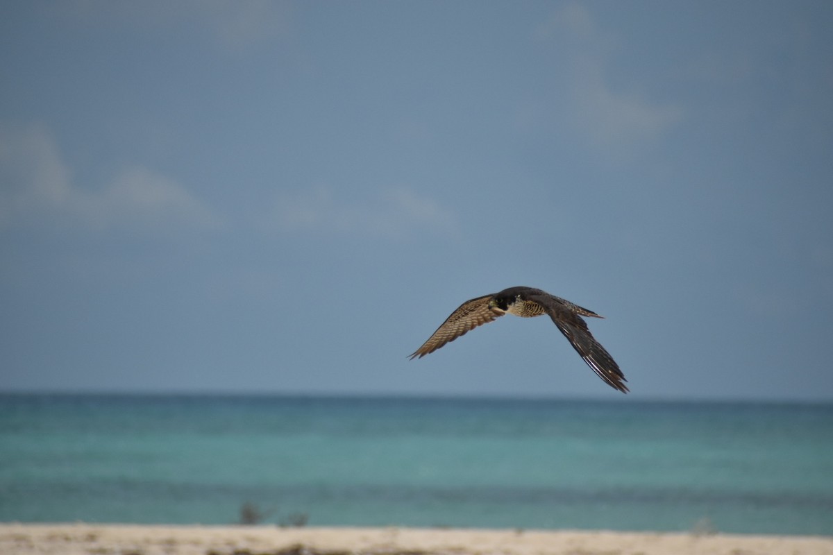 Peregrine Falcon - ML608794453