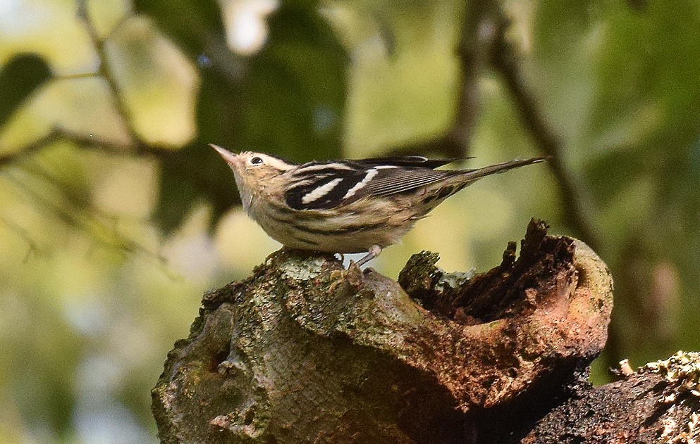 Black-and-white Warbler - ML608794550
