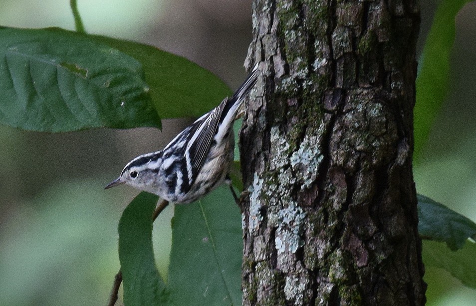 Black-and-white Warbler - ML608794551