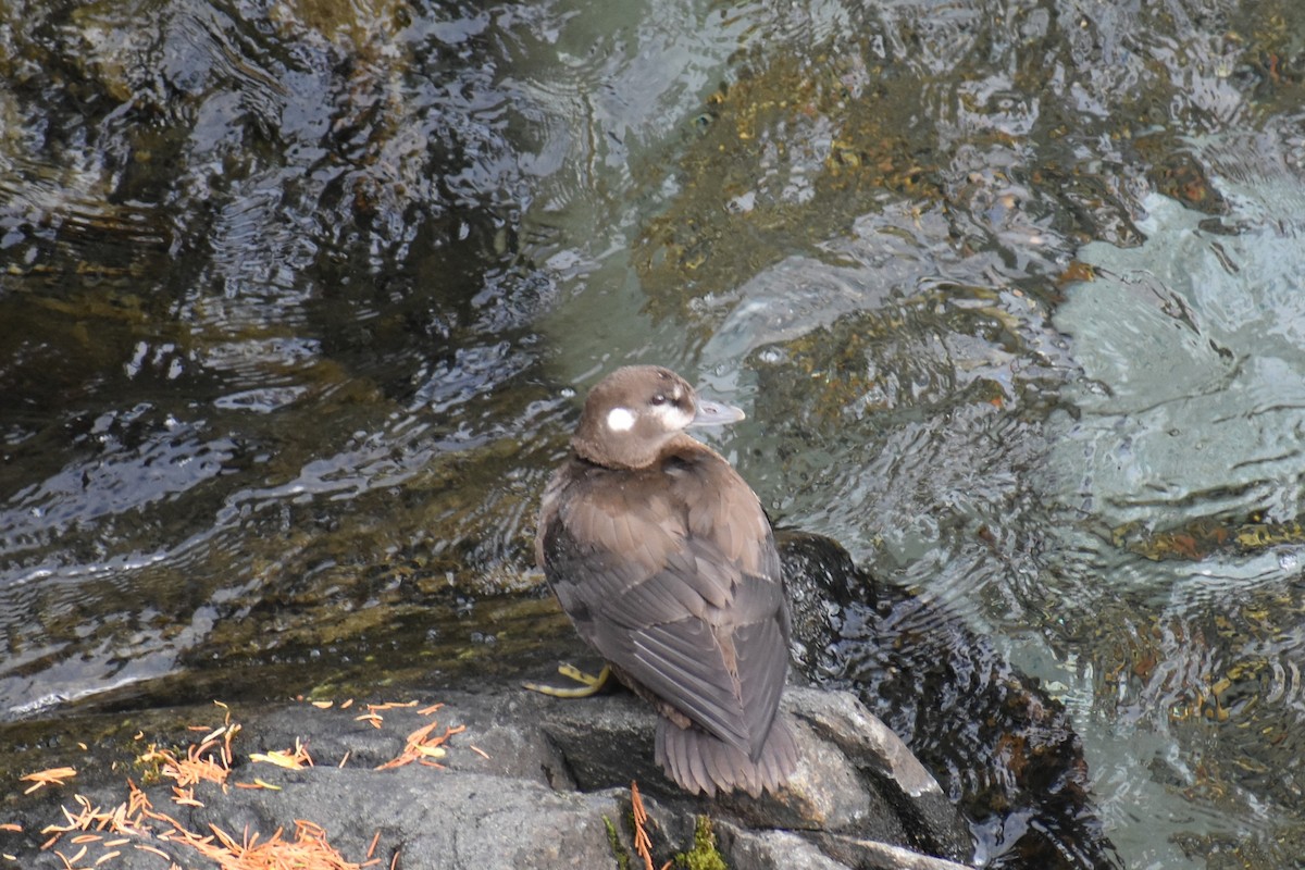 Harlequin Duck - ML608794555