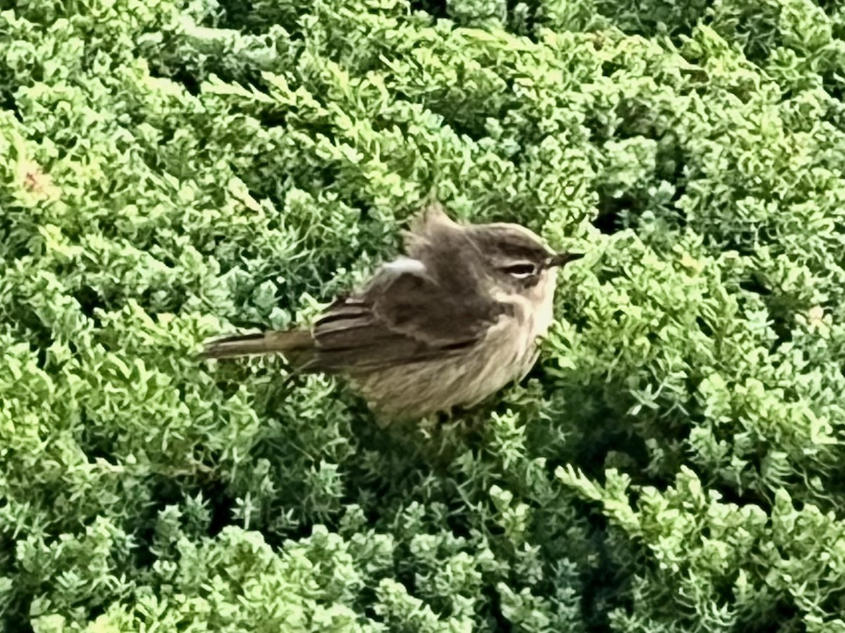 Palm Warbler - ML608794725