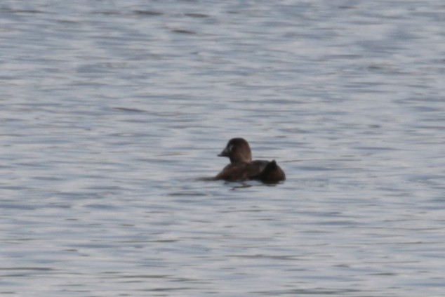 White-winged Scoter - Pam Sinclair