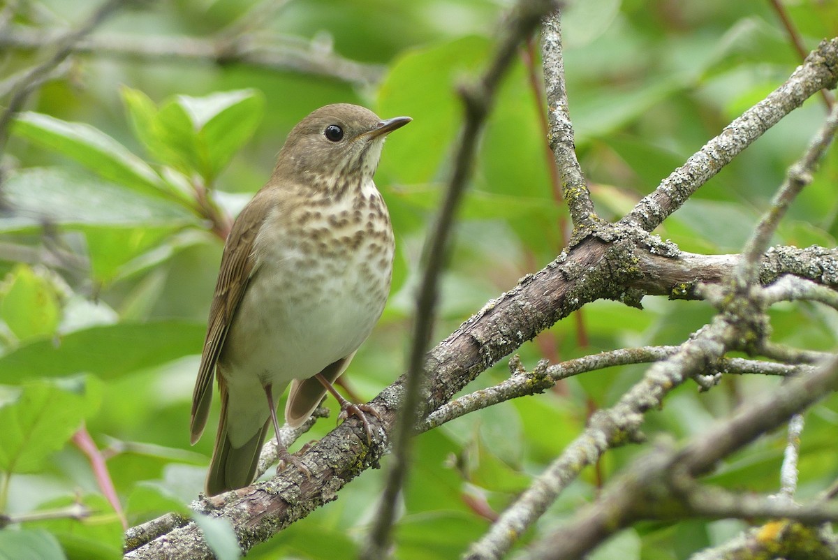 Gray-cheeked Thrush - ML608794732