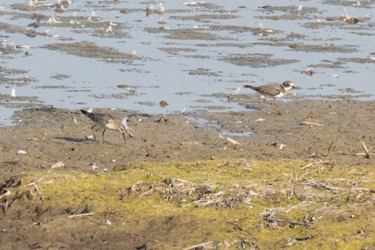 Curlew Sandpiper - ML608794735