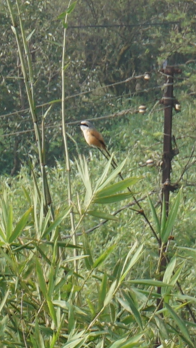 Long-tailed Shrike - ML608794776