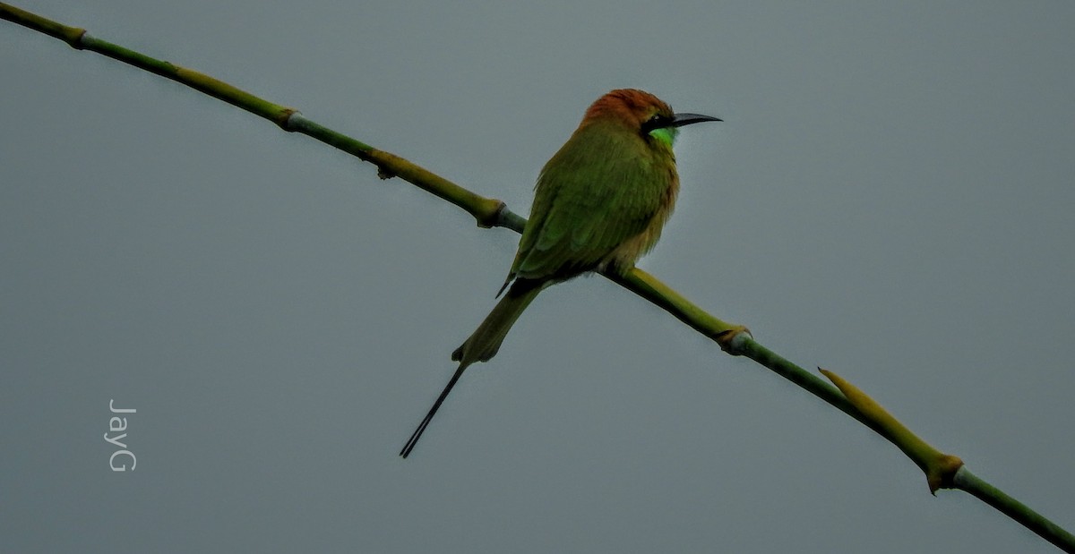 Plum-headed Parakeet - Jay Govind