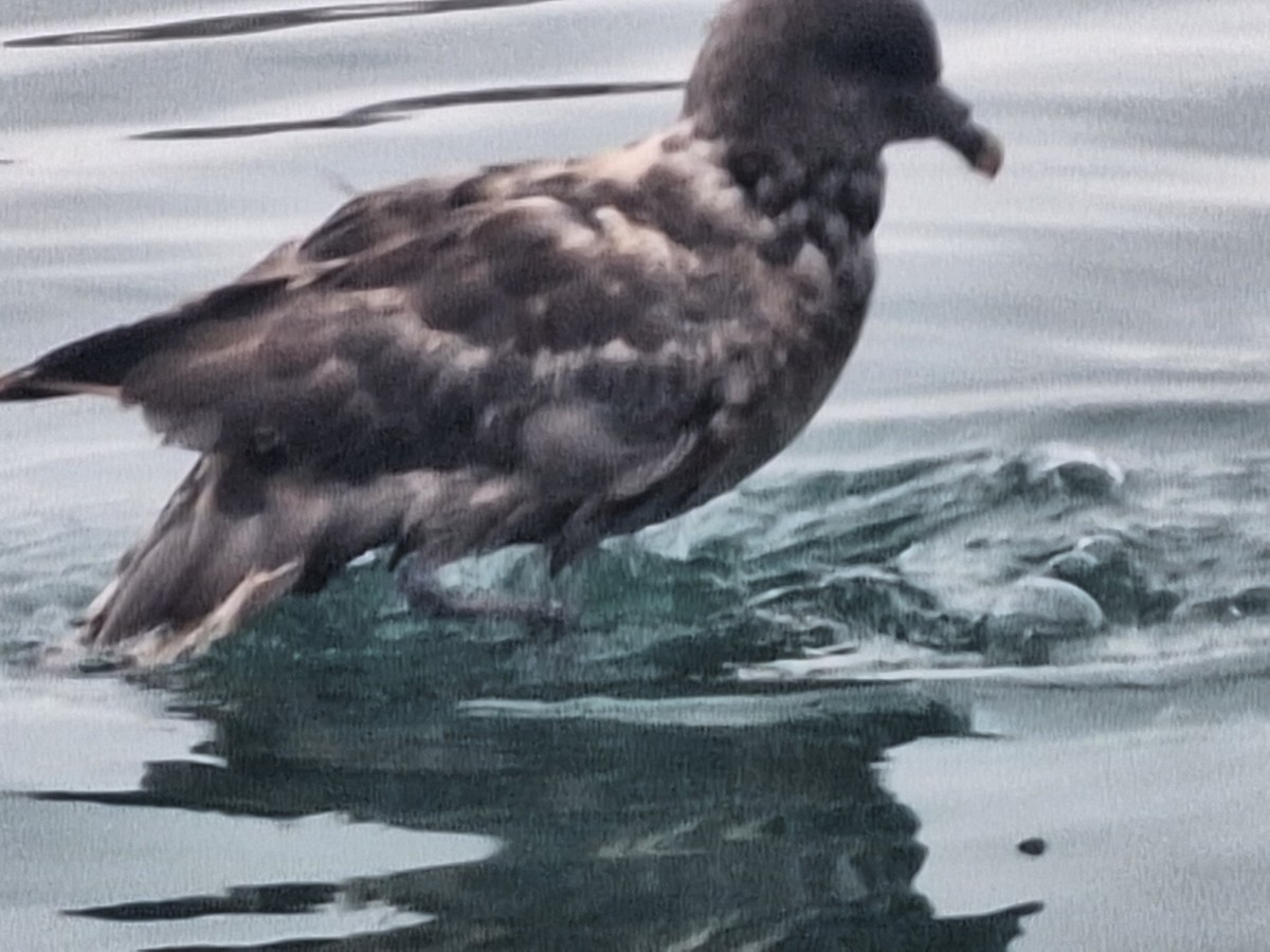 Northern Fulmar - Dawn Garcia