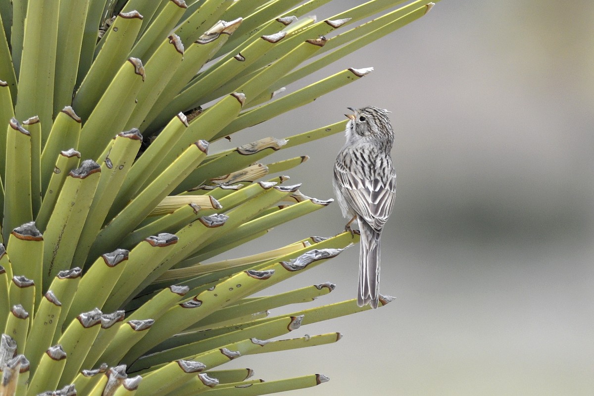 Brewer's Sparrow - ML608794898